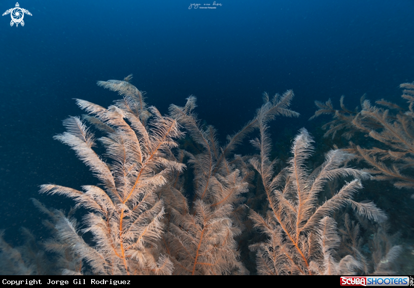 A Black Coral