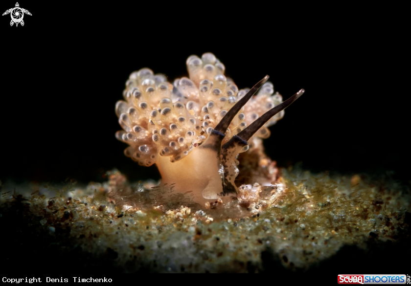 A NUDIBRANCH