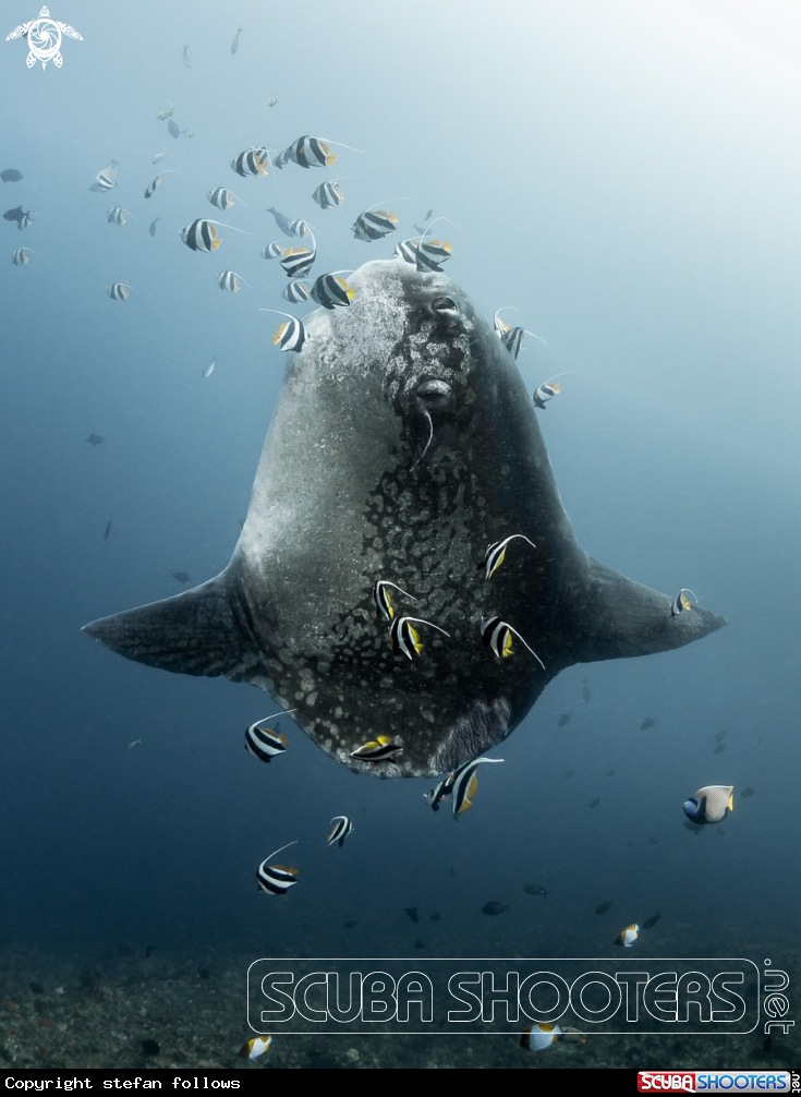 A Bump-Head Sunfish