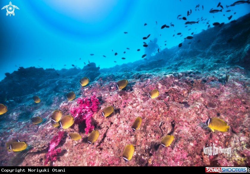 A Oriental butterflyfish 