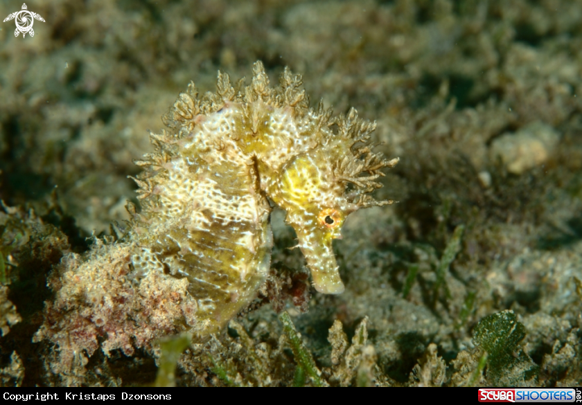 A Long-snouted seahorse