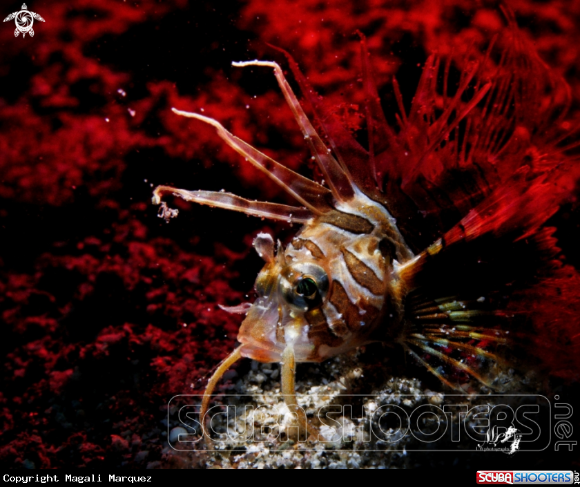 A Juvenile lionfish 