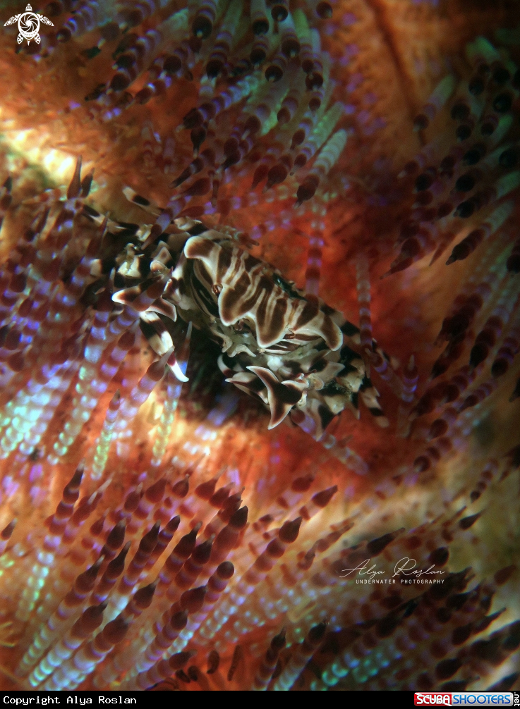 A Zebra Urchin Crab (Zebrida Adamsii)