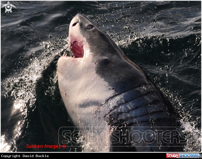 A underwater creature