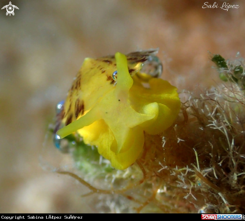 A Nudibranch