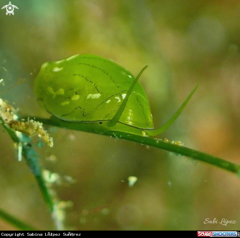 A Smaragdia viridis
