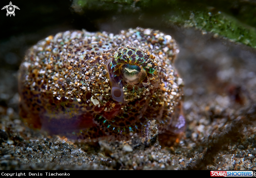 A Cattlefish