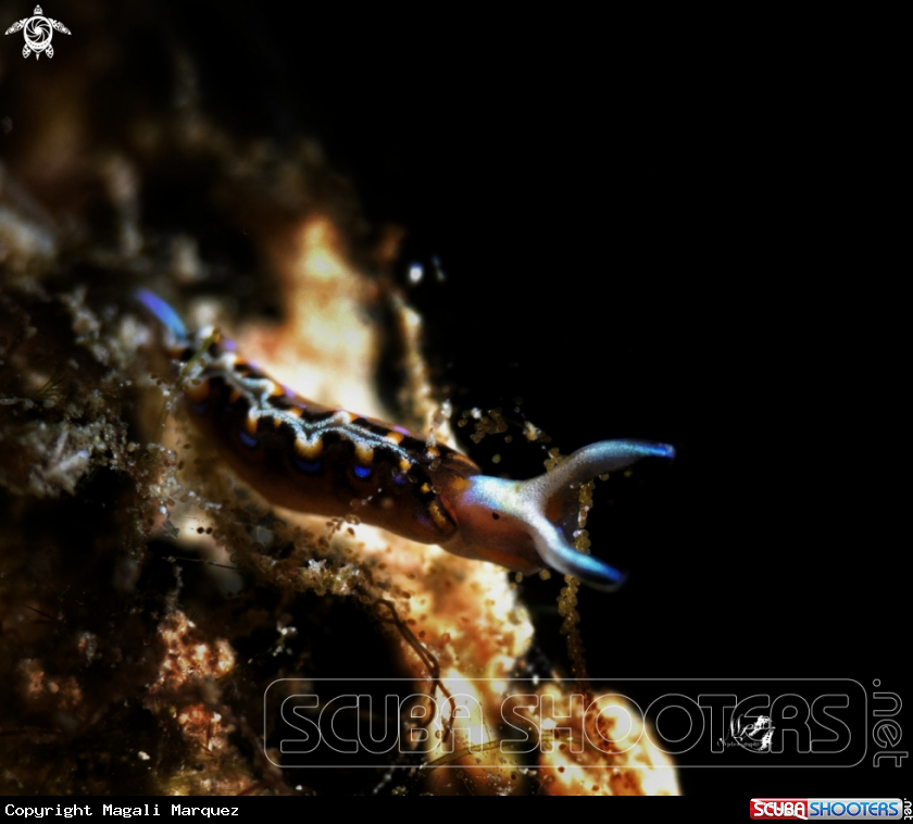 A Sea slug