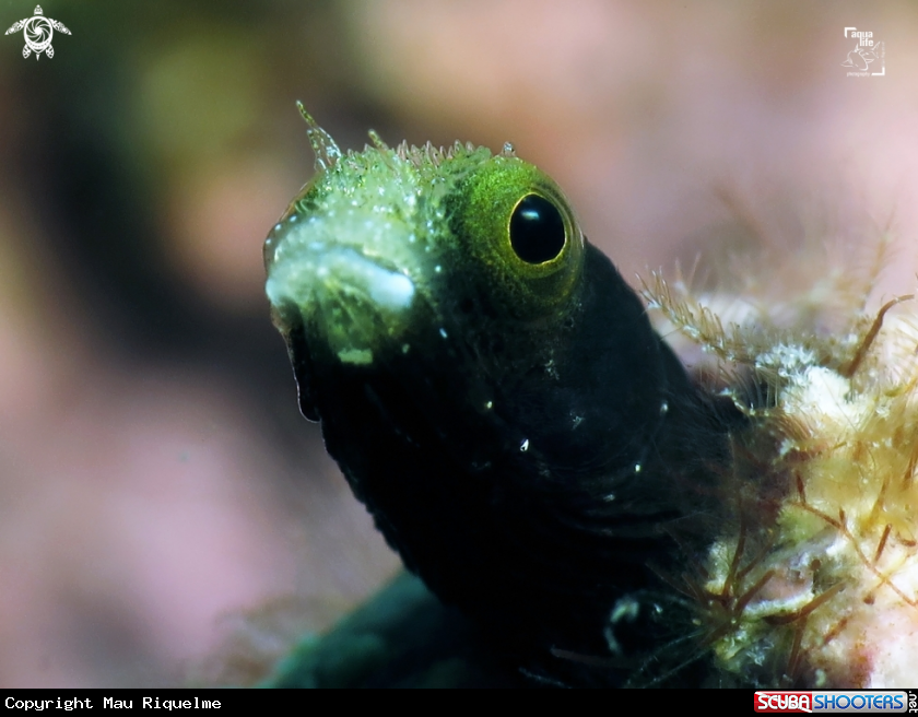A Spinyhead Blenny
