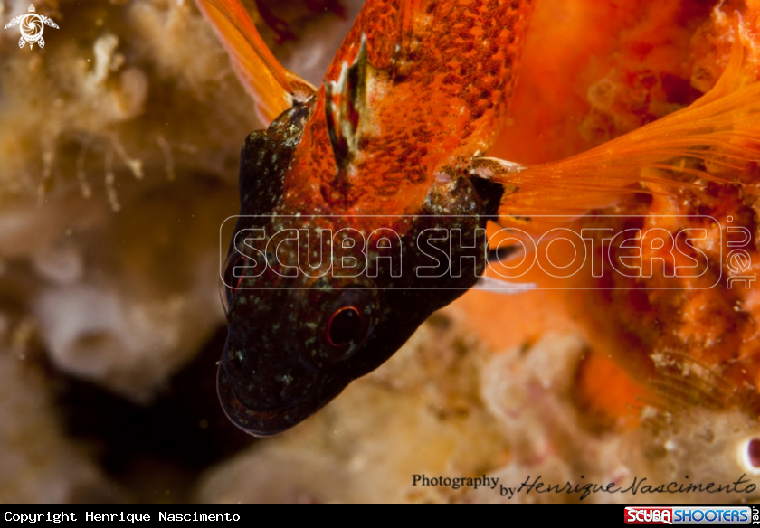 A underwater creature