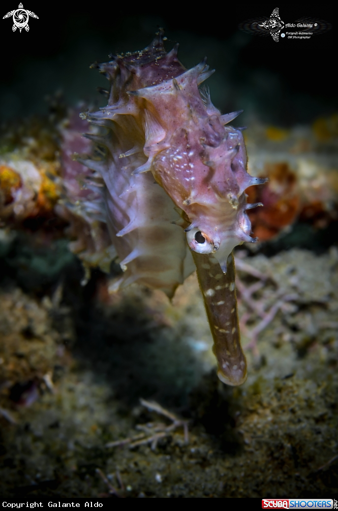 A Spiny Seahorse