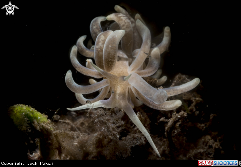 A Phyllodesmium magnum