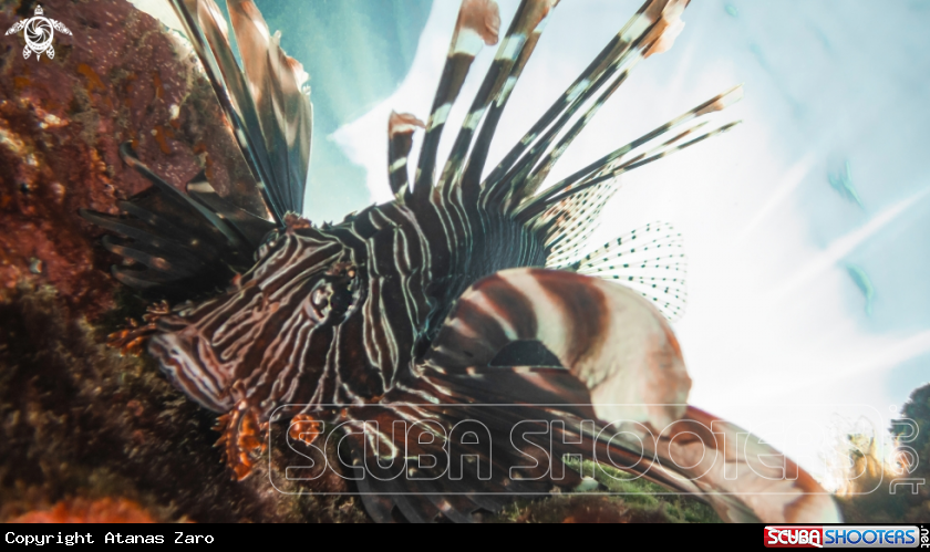 A Lionfish