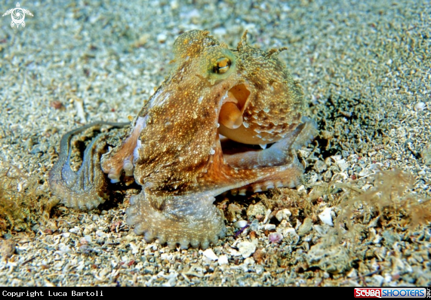 A octopus