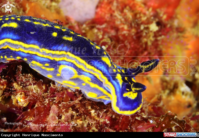 A nudibranch