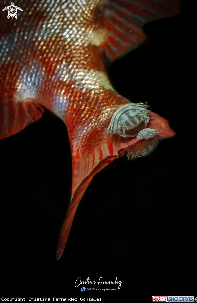 A Glass Bigeyes