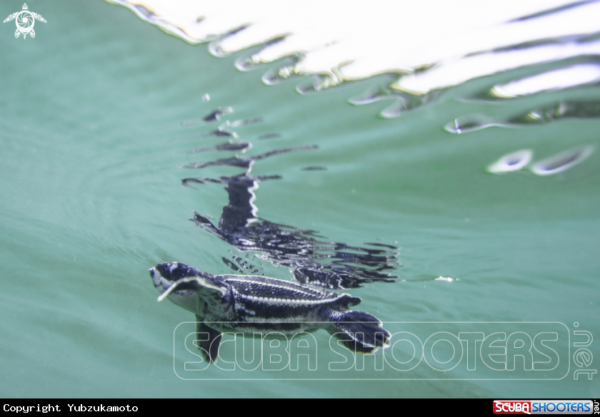 A Leatherback