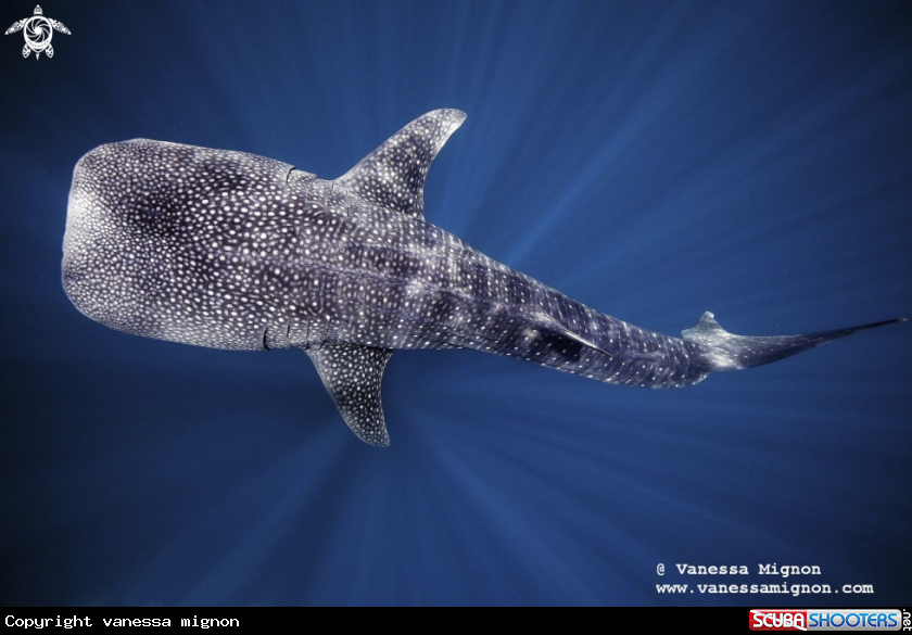 A Whale shark