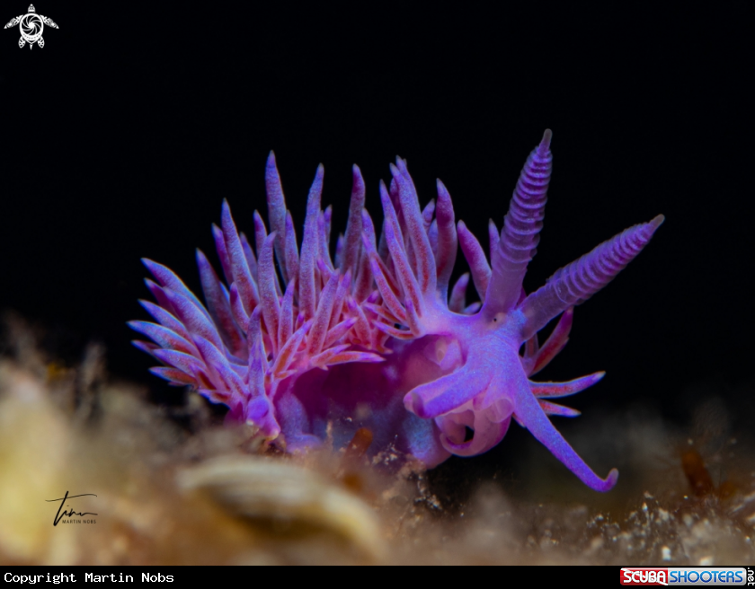 A Flabellina affinis