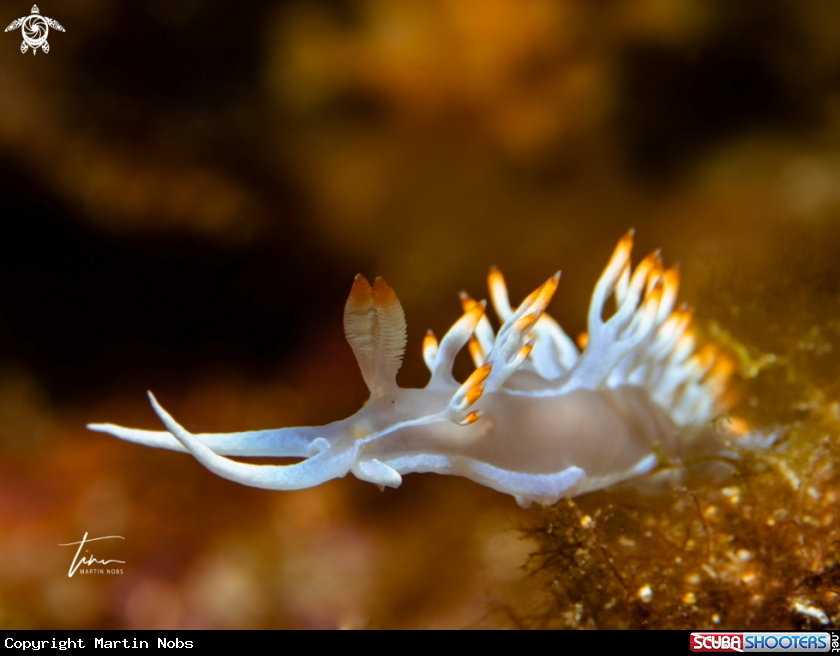 A Flabellina babai