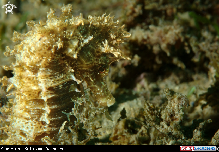 A Long-snouted seahorse