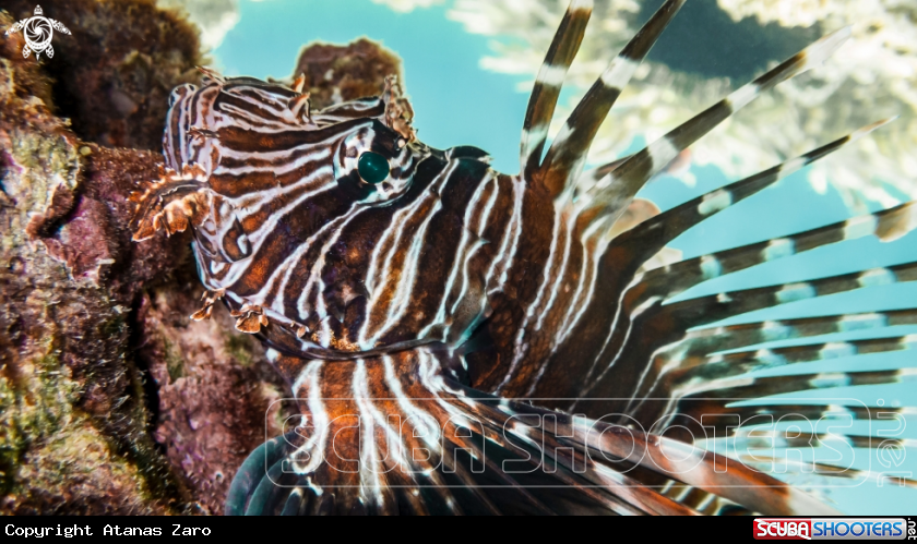 A Lionfish