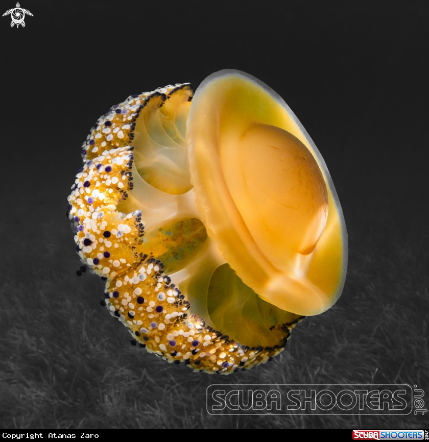 A Fried Egg Jelly Fish