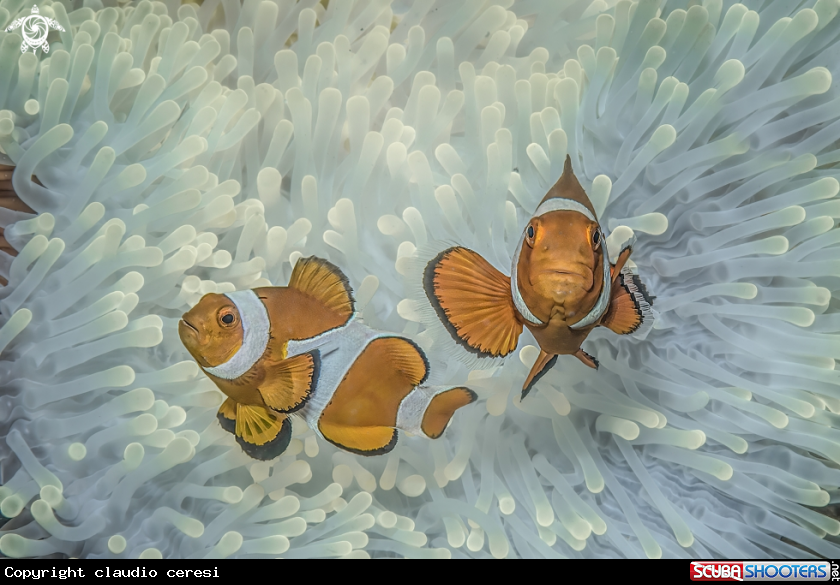 A clownfish