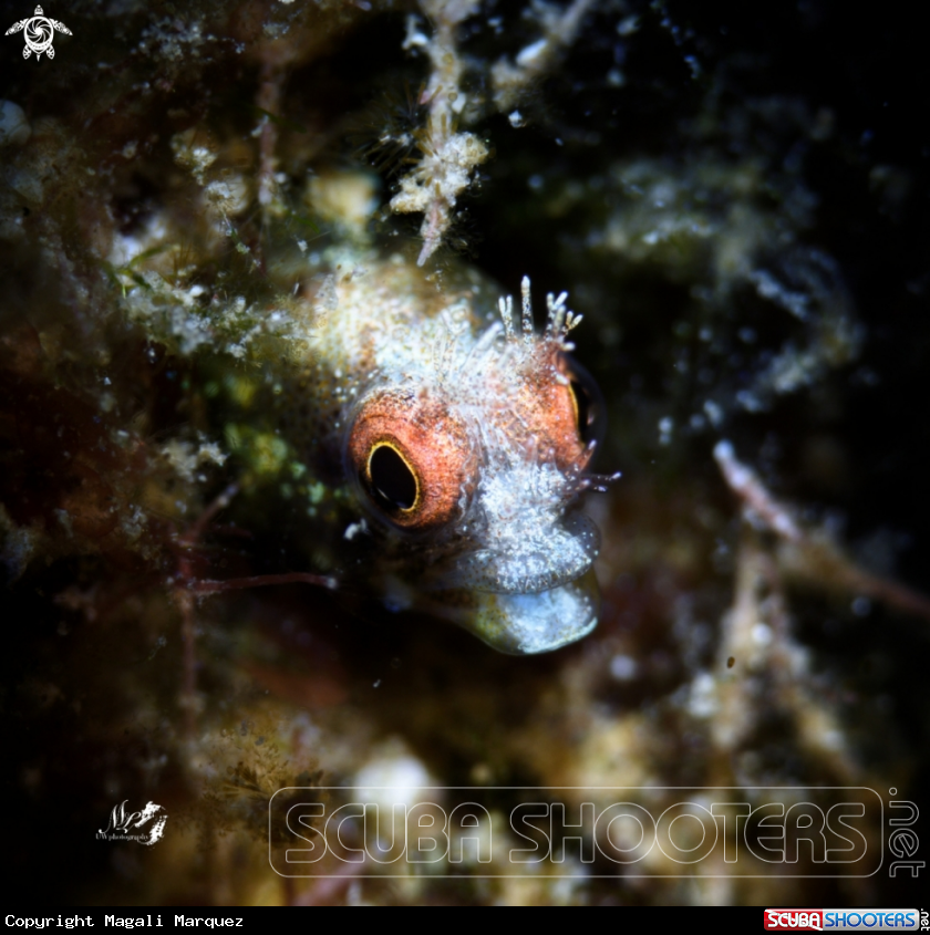 A Roughhead Blenny 