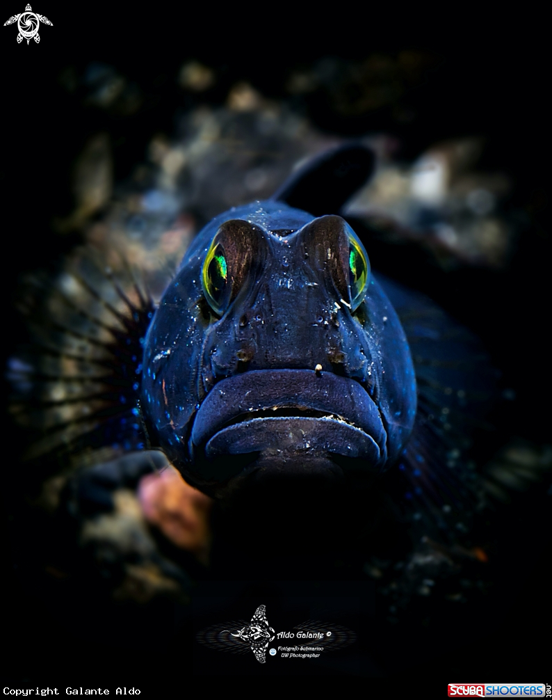A Barred Shrimp Goby