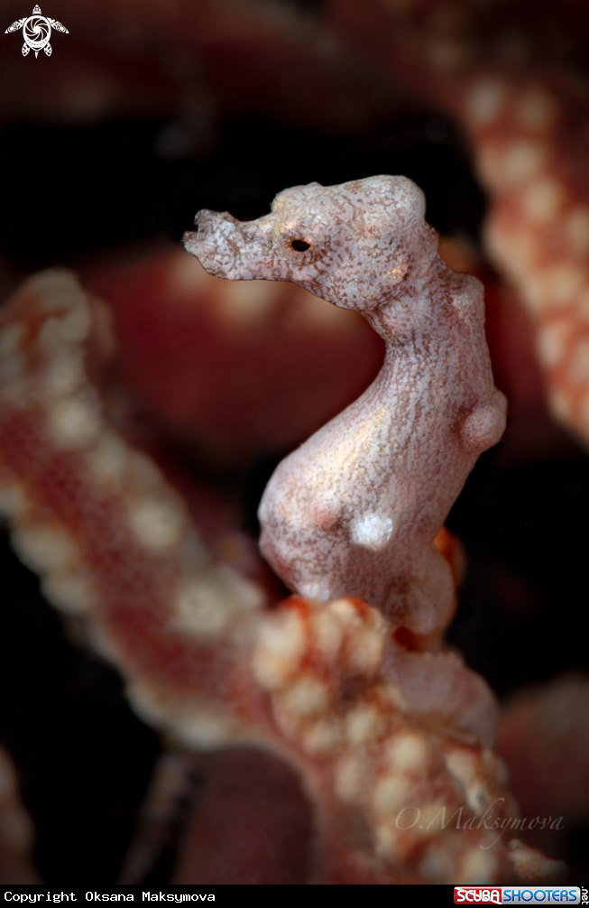 A Denise's pygmy seahorse (Hippocampus denise)