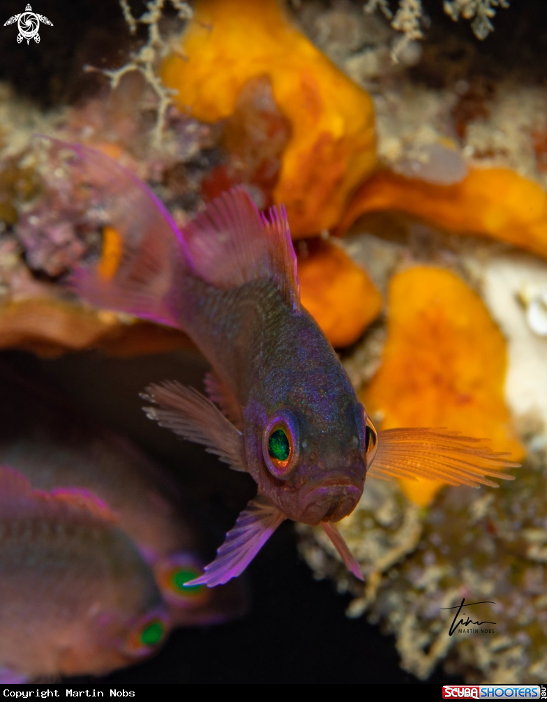 A Fairy Basslet