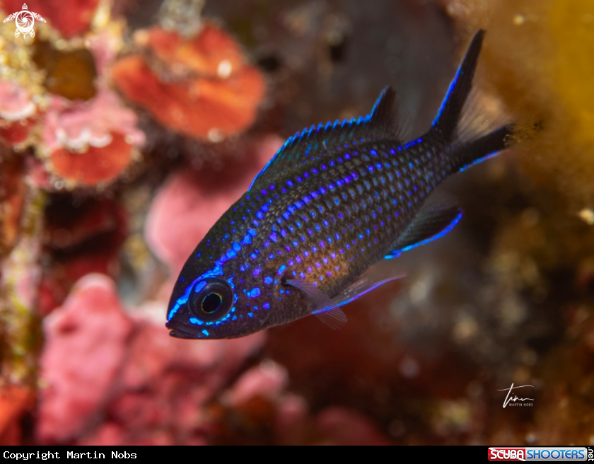 A Damselfish
