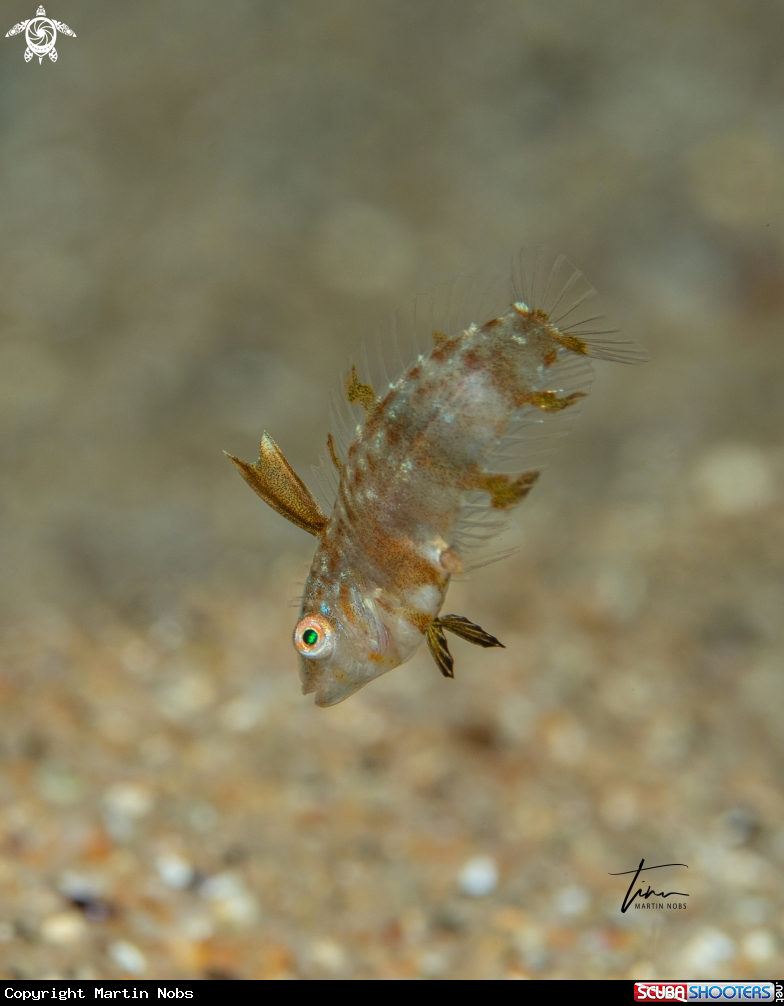 A Pearly Razorfish