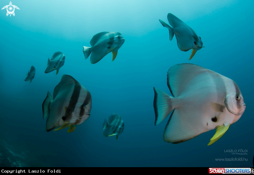 A Batfish 