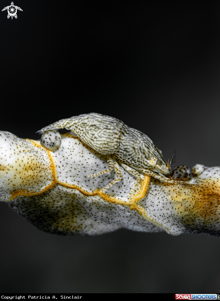 A leopard shrimp