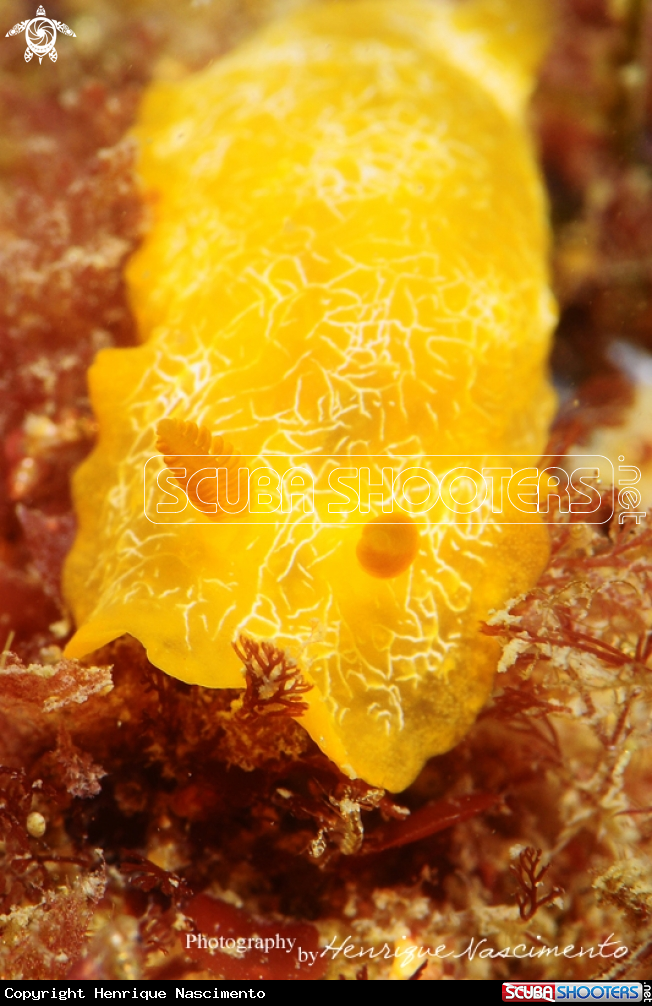 A nudibranch