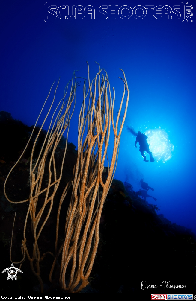 A Seven Sisters Reef