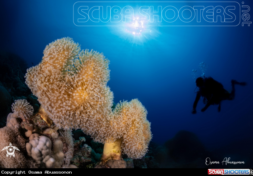 A Alhasie Reef