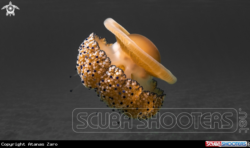 A Fried Egg Jelly Fish
