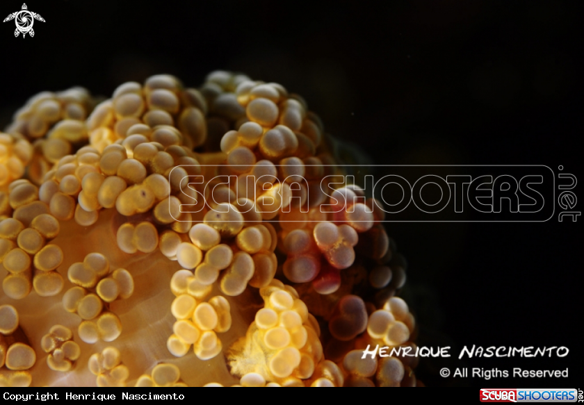A underwater creature