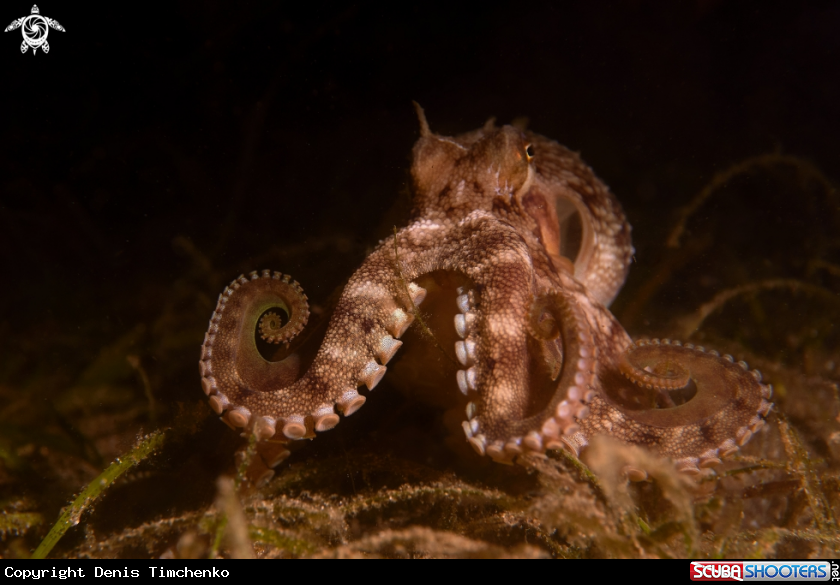 A OCTOPUS