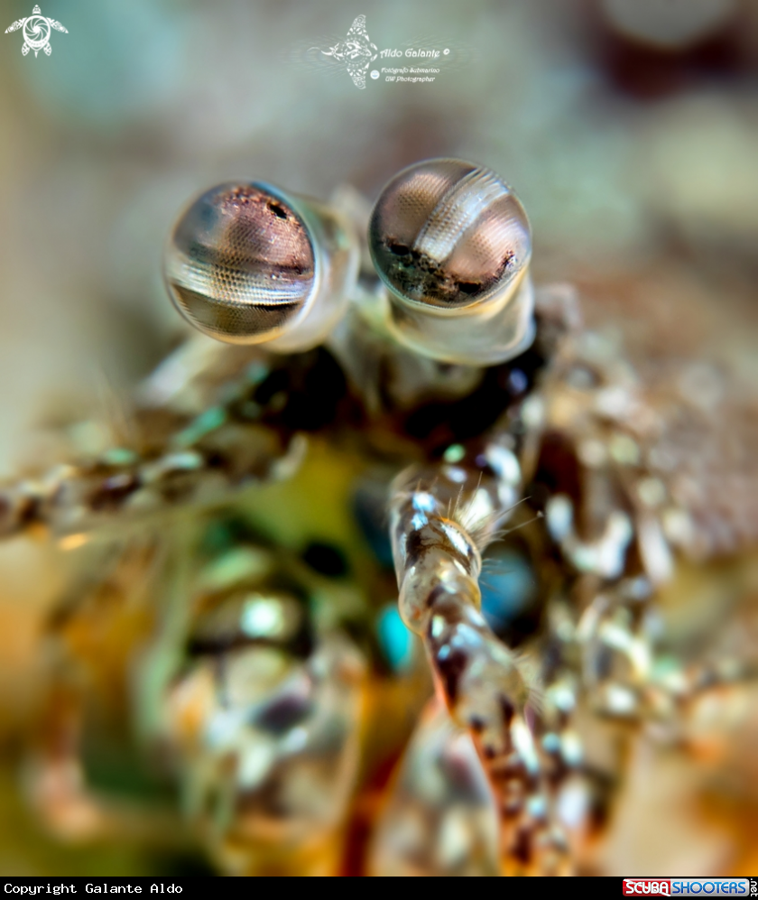 A Pink Eared Mantis Shrimp