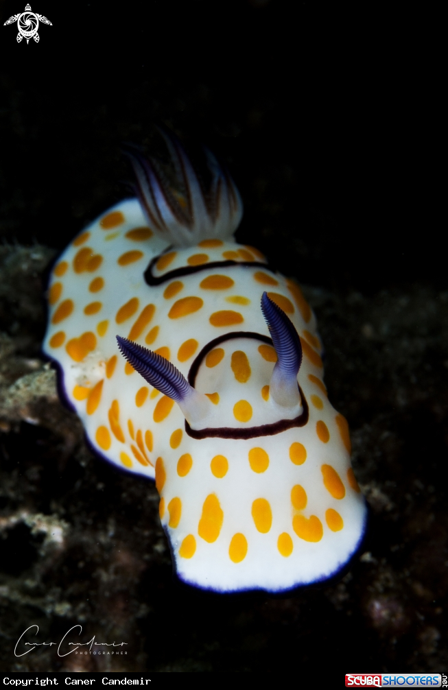 A Chromodoris Annulata