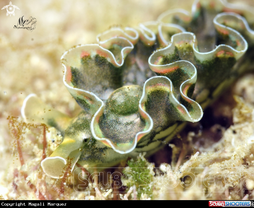 A Lettuce sea slug 