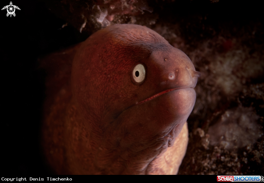 A MORAY 