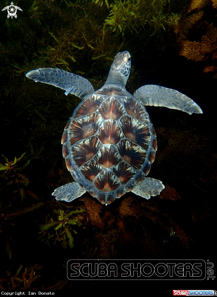 A Green turtle