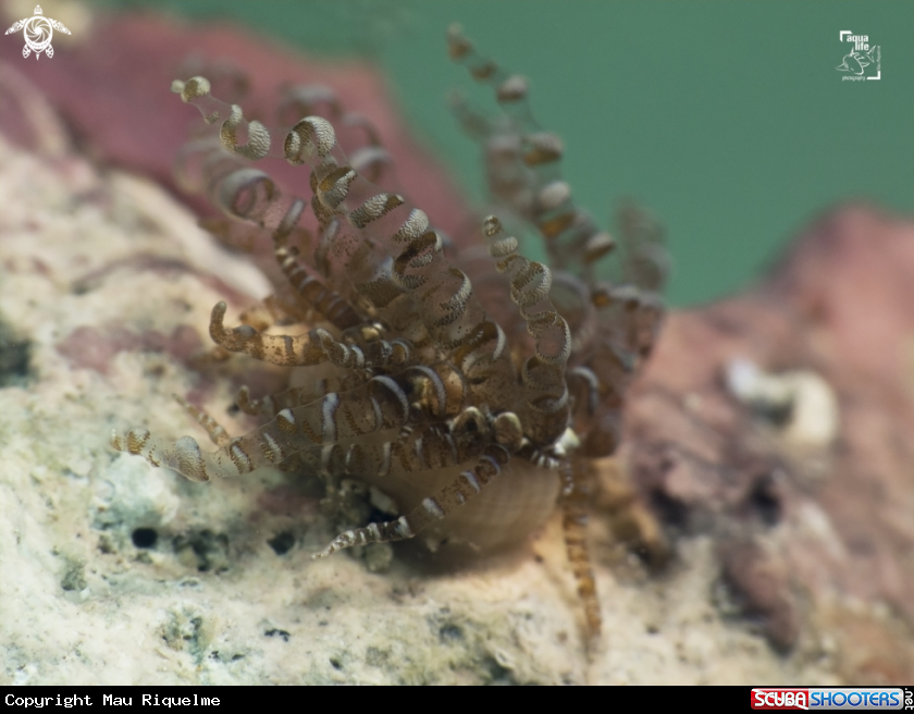 A Corkscrew Anemone