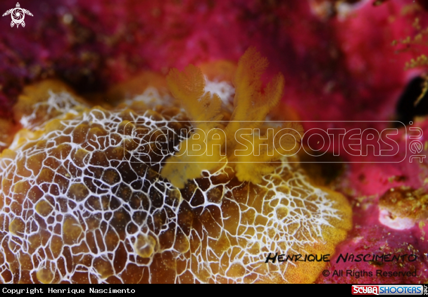 A Nudibranch