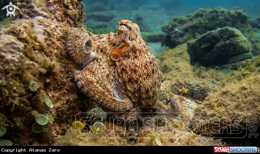 A Octopus